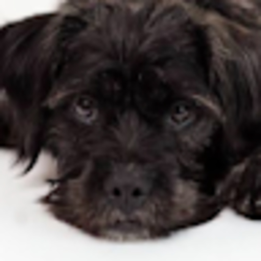 Meet your Posher, Maddie